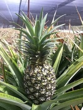 Green Pineapple Ananas comosus seeds for planting in home garden